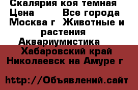 Скалярия коя темная › Цена ­ 50 - Все города, Москва г. Животные и растения » Аквариумистика   . Хабаровский край,Николаевск-на-Амуре г.